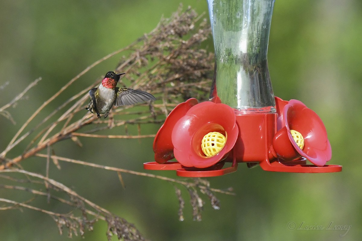 Ruby-throated Hummingbird - ML619775900