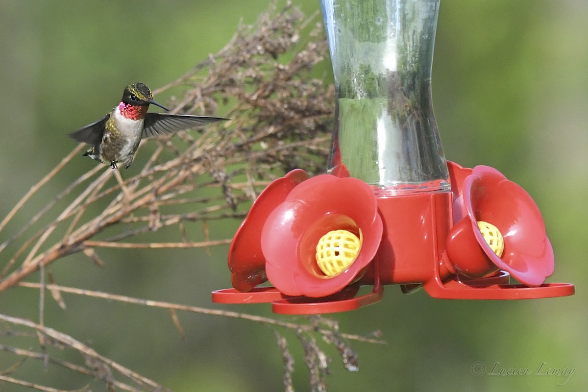 Ruby-throated Hummingbird - ML619775906