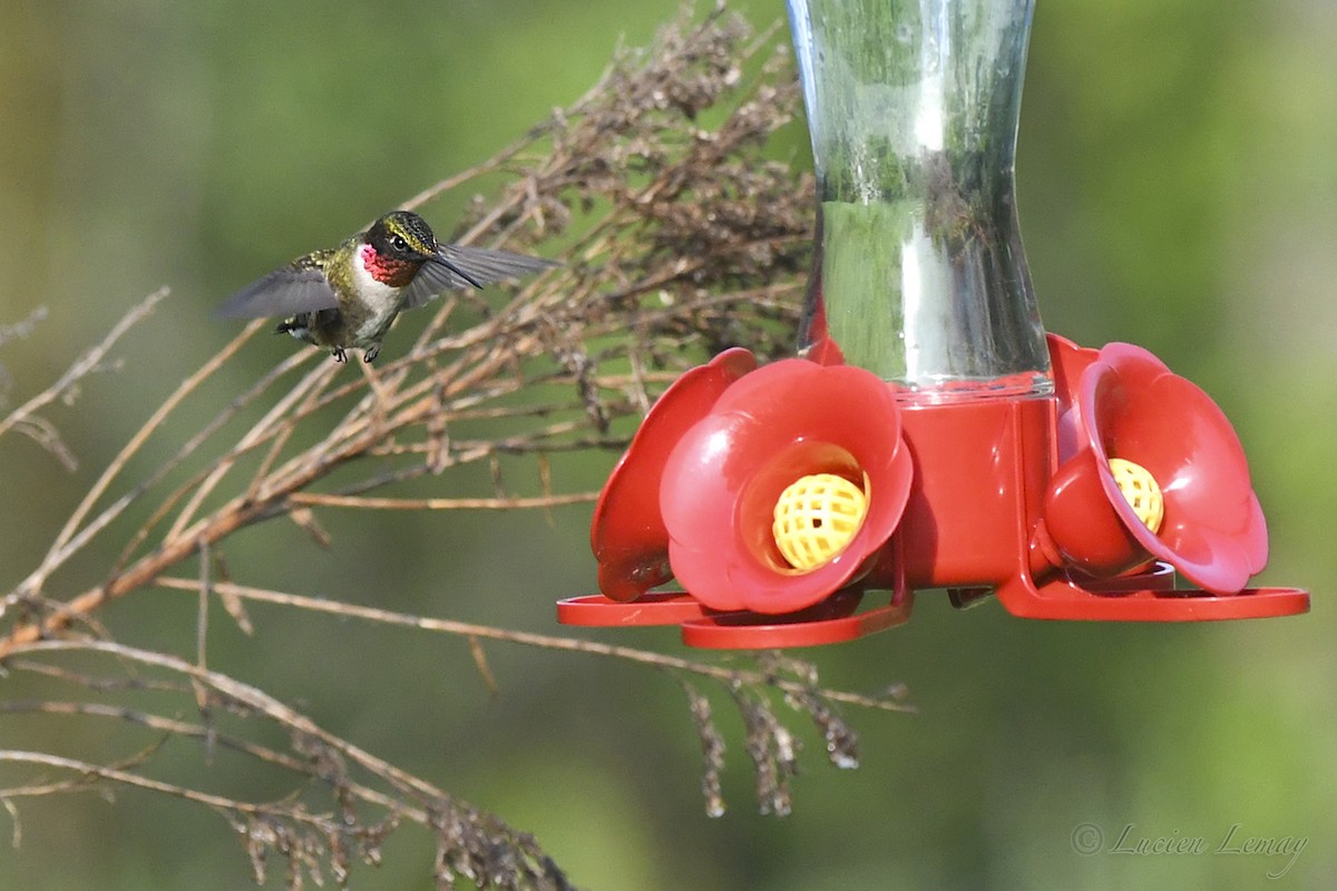 Ruby-throated Hummingbird - ML619775912