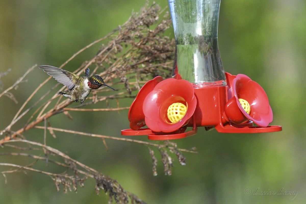 Ruby-throated Hummingbird - ML619775915
