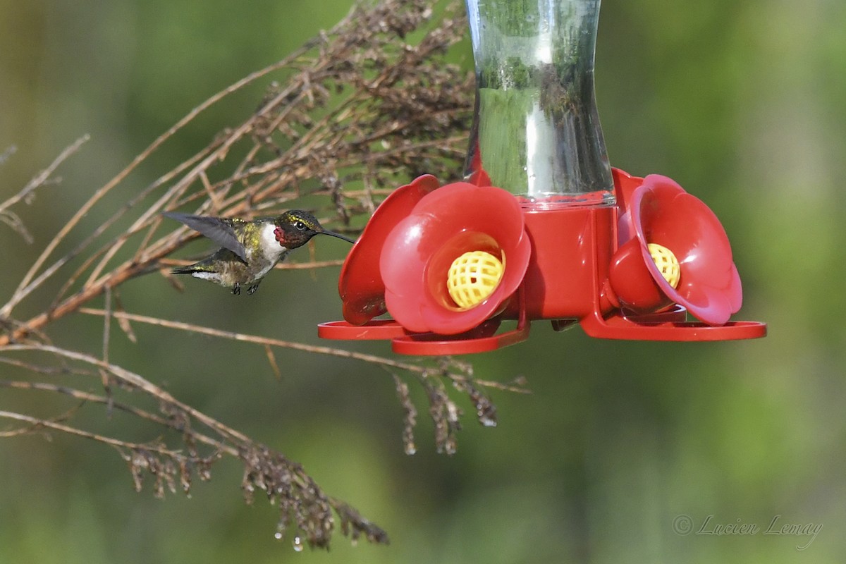 Ruby-throated Hummingbird - ML619775919