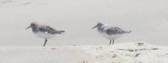 Bécasseau sanderling - ML619775946