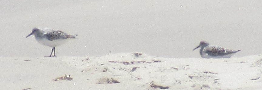 Bécasseau sanderling - ML619775947