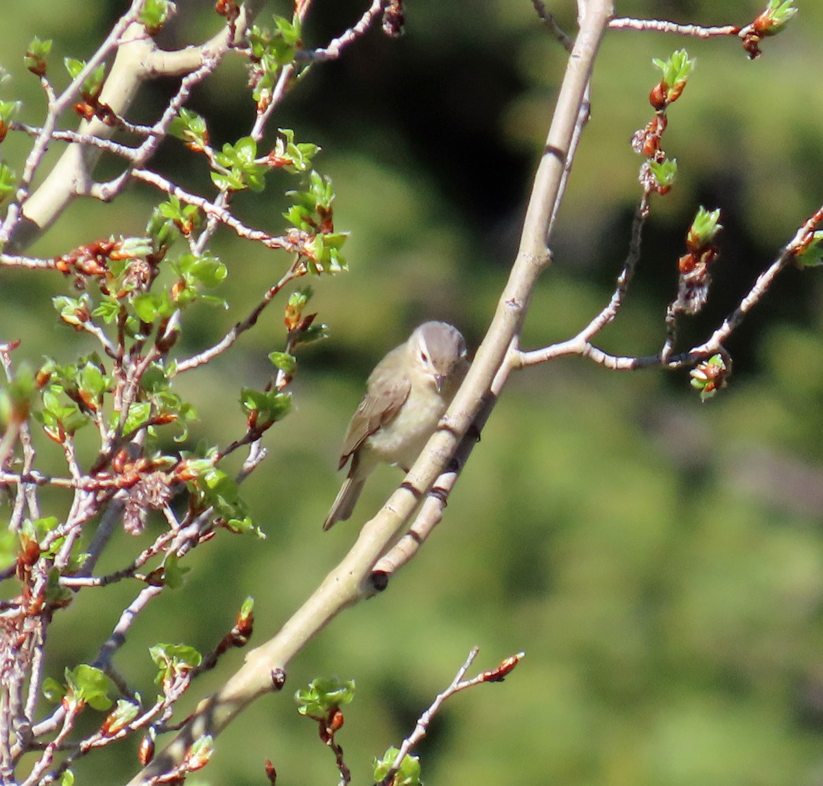 Warbling Vireo - ML619775957