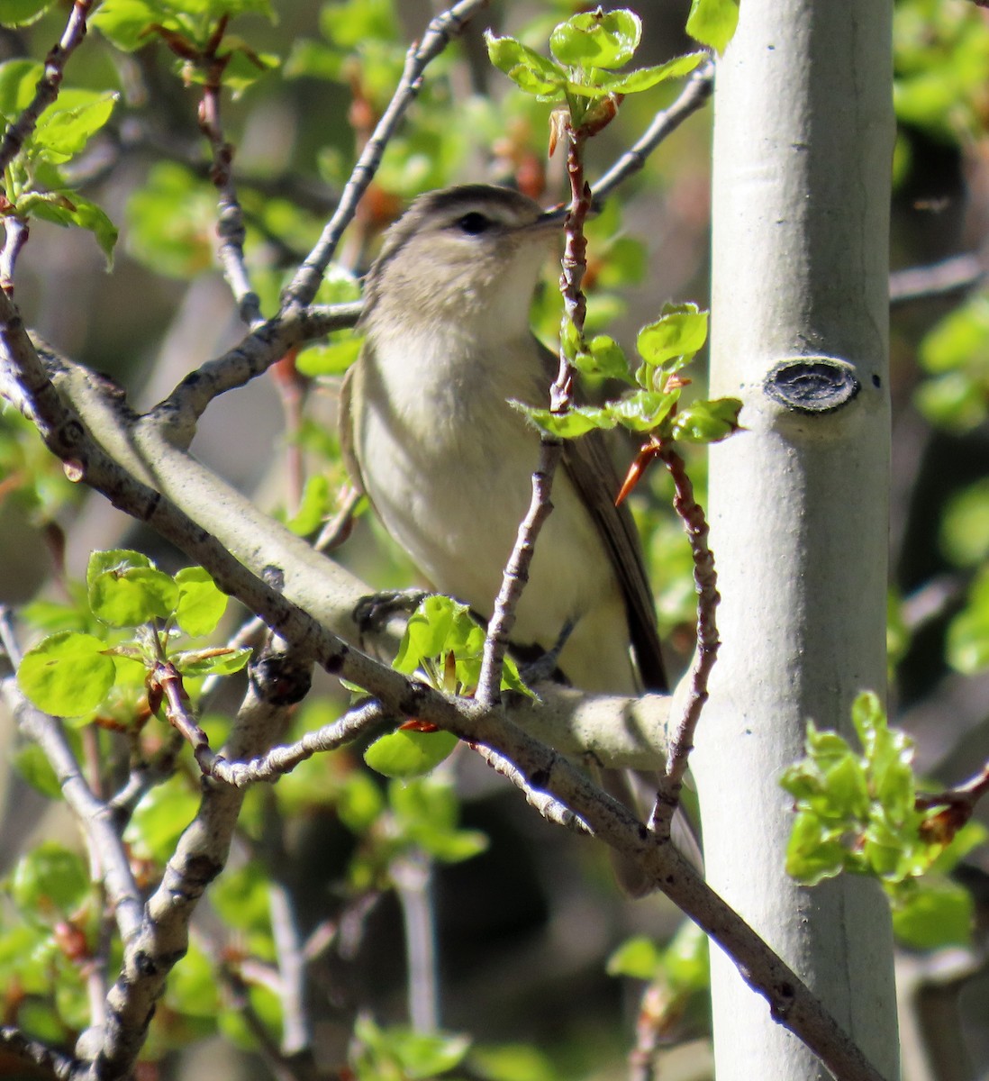 Vireo Gorjeador - ML619775958