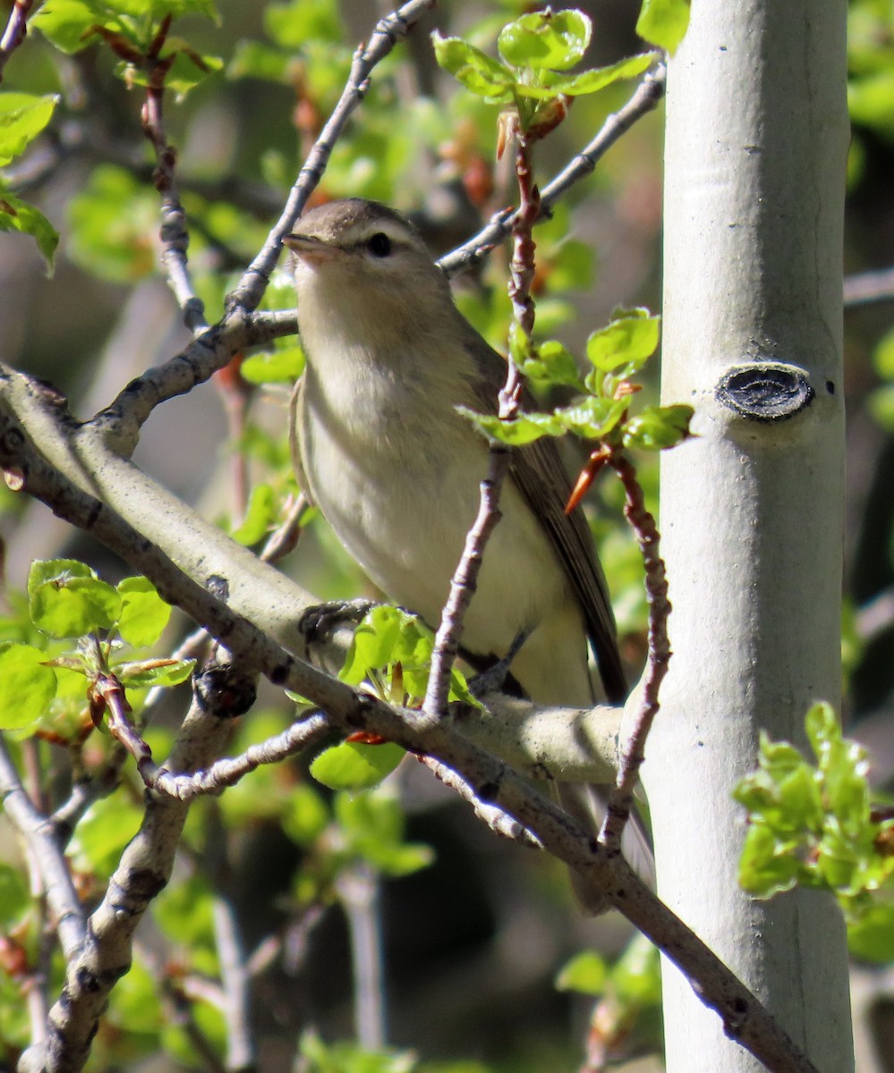 Warbling Vireo - ML619775959