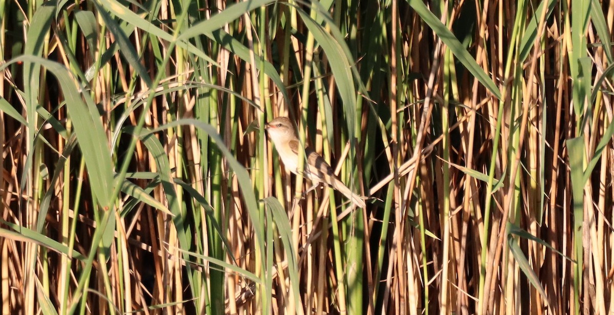 Great Reed Warbler - ML619775964