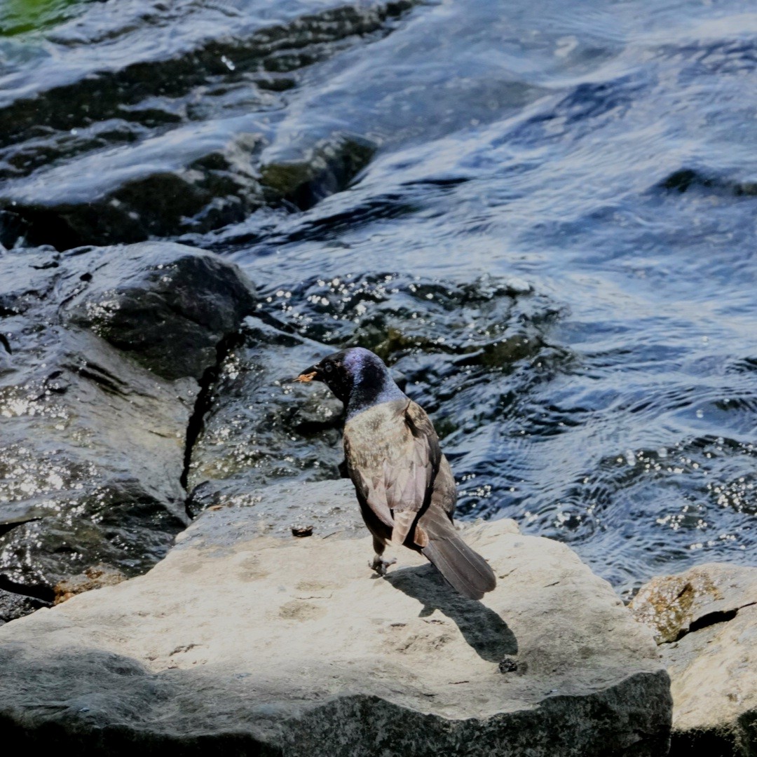 Common Grackle - ML619776001