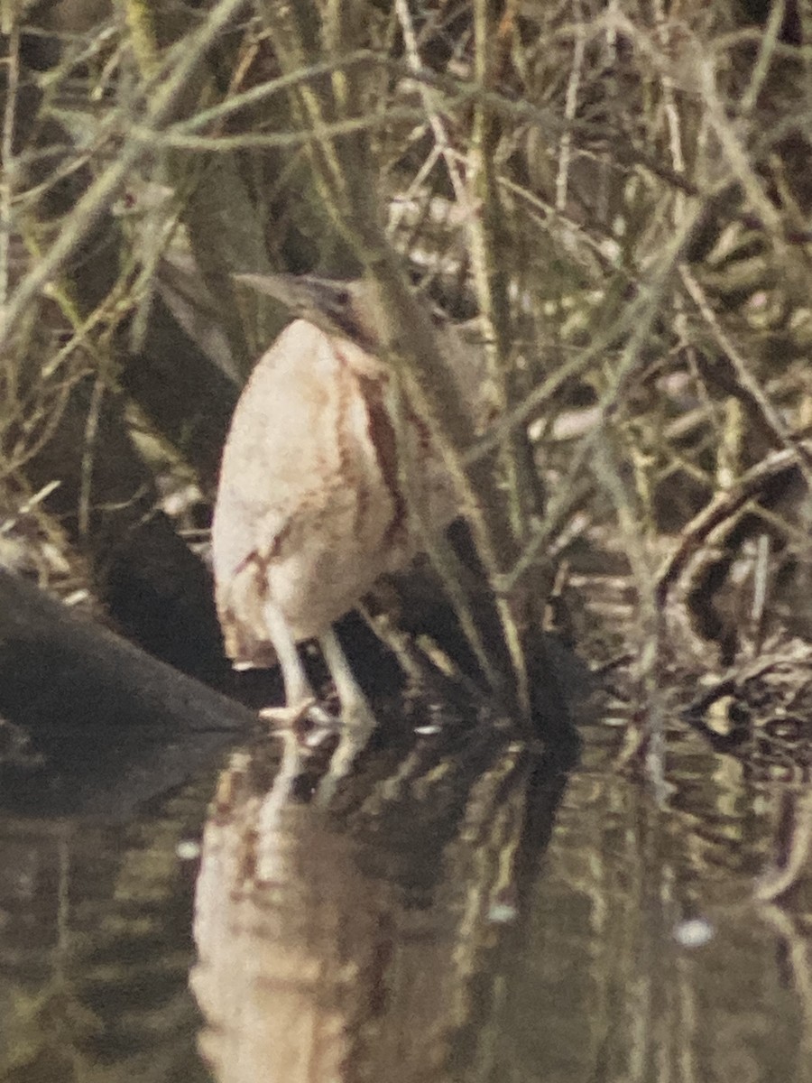 Great Bittern - ML619776006