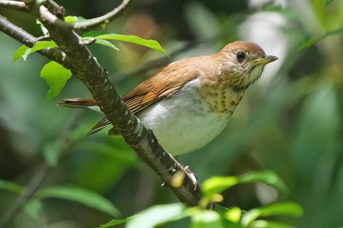 Veery - ML619776013