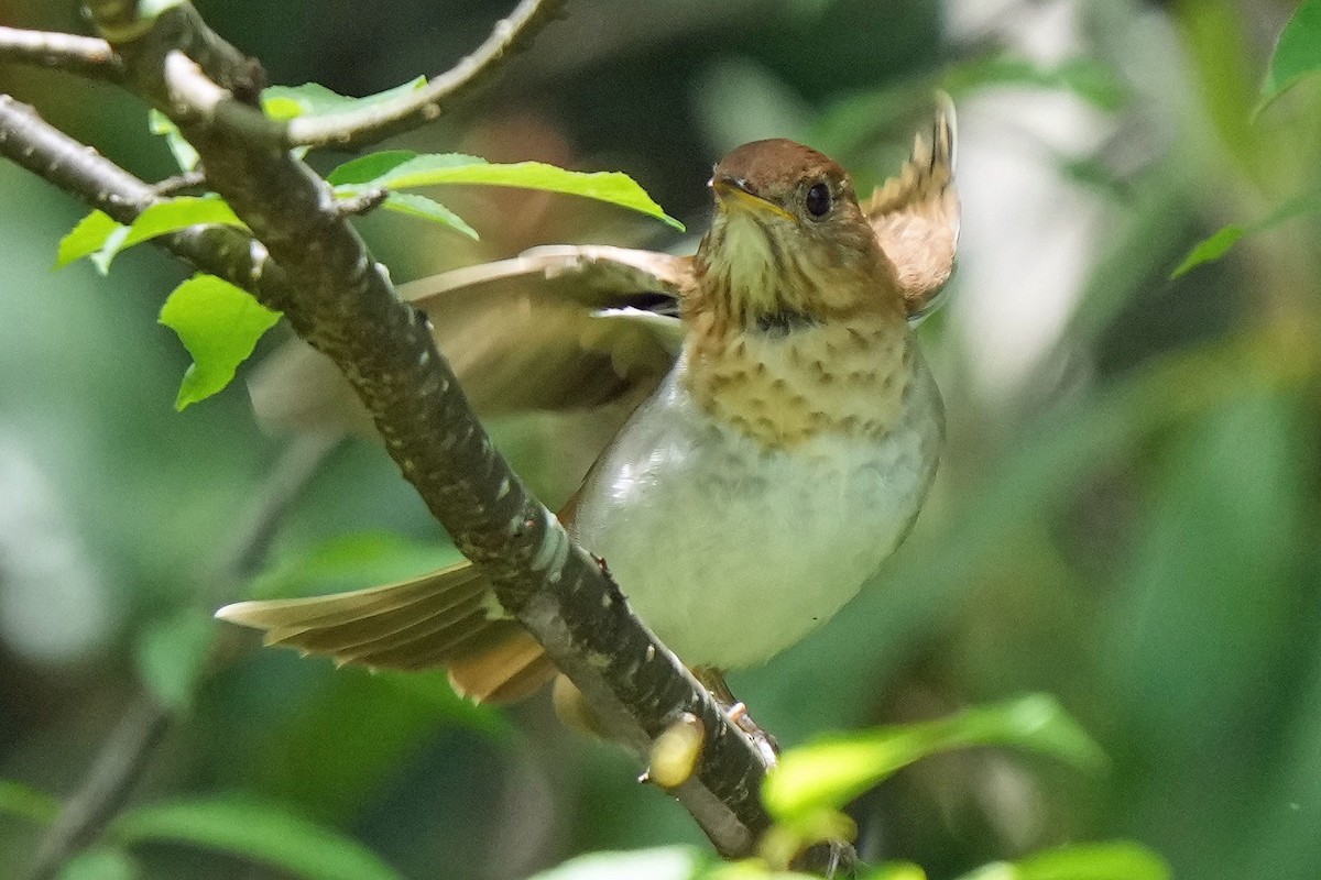 Veery - ML619776014