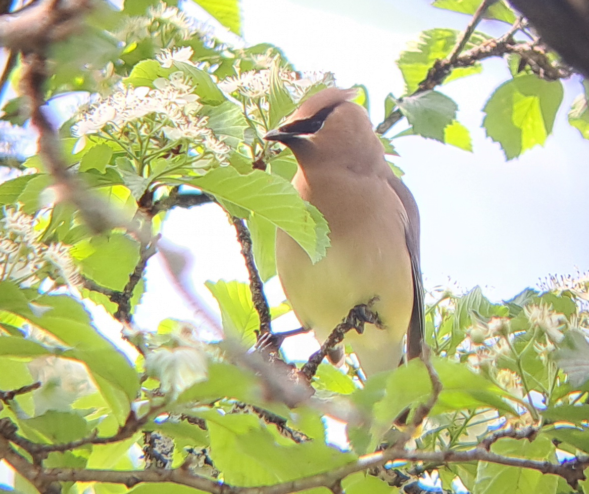 Cedar Waxwing - ML619776019