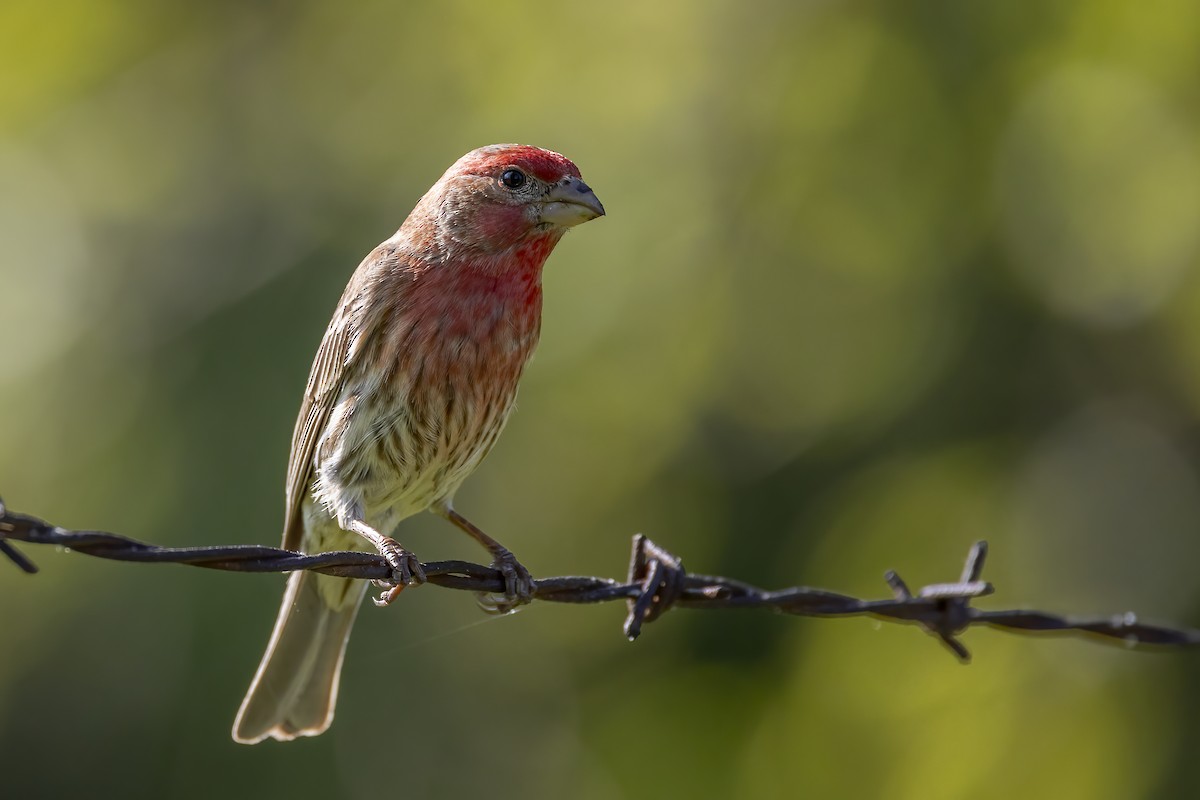 House Finch - ML619776060