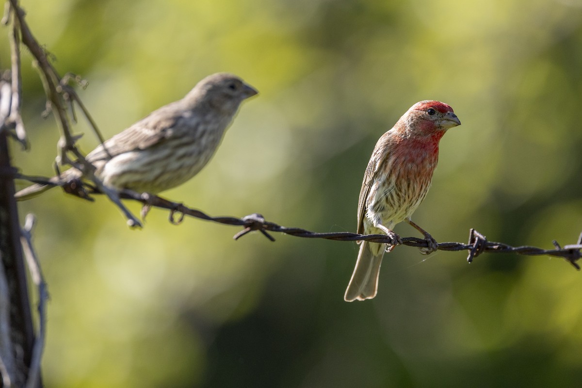 House Finch - ML619776061