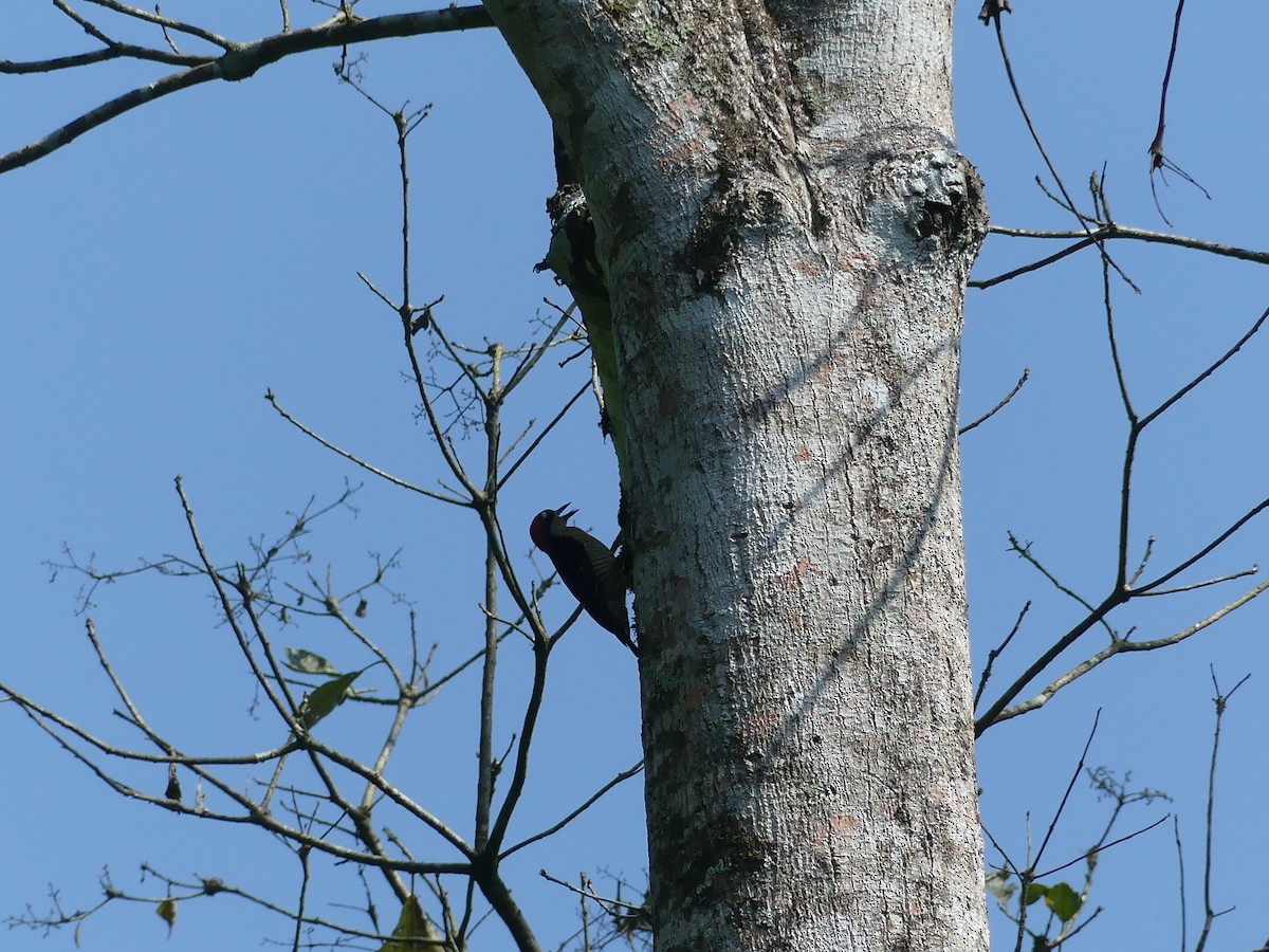 Black-cheeked Woodpecker - ML619776071