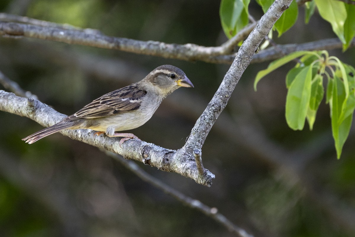 House Sparrow - ML619776078