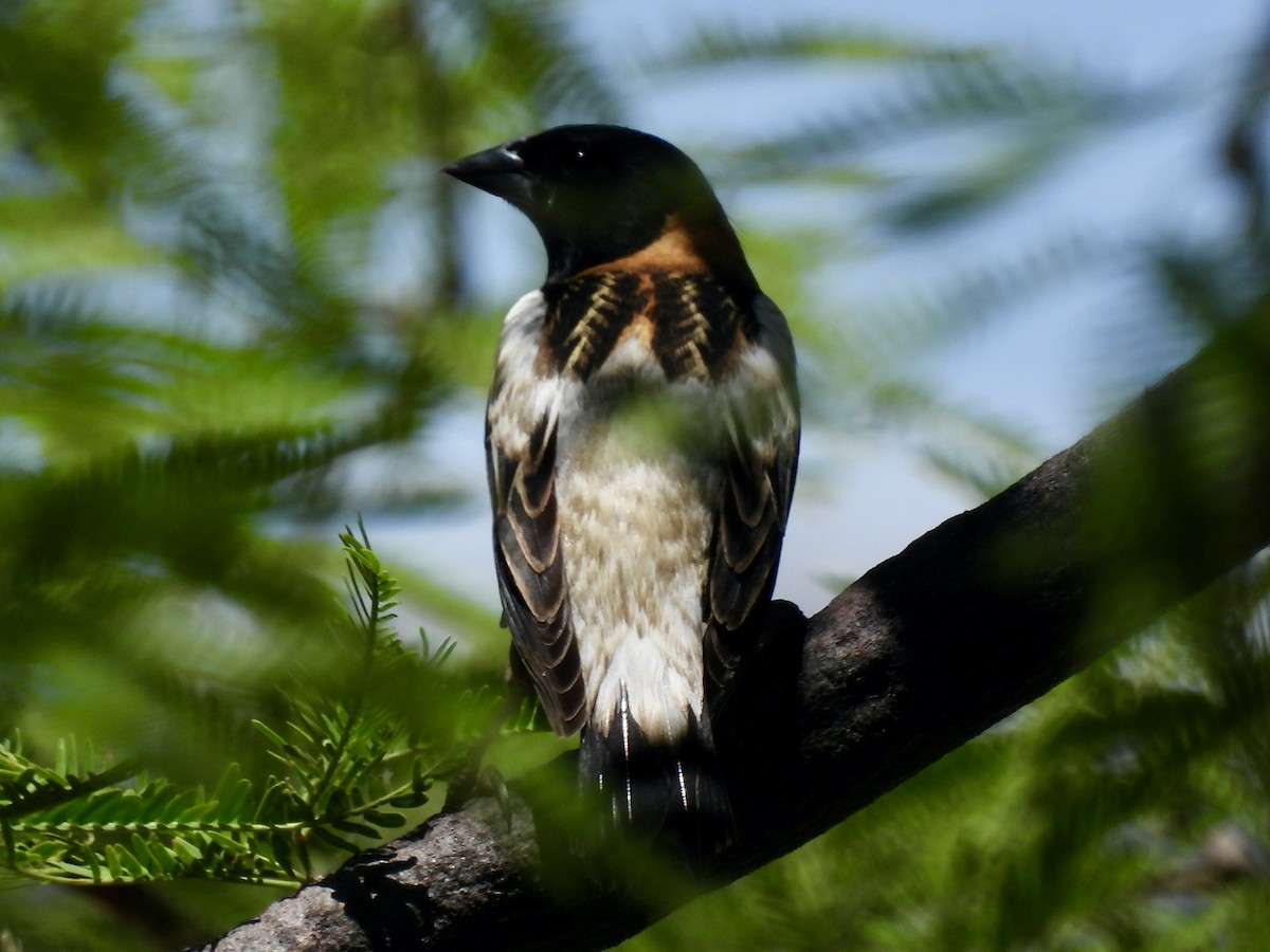 bobolink americký - ML619776083