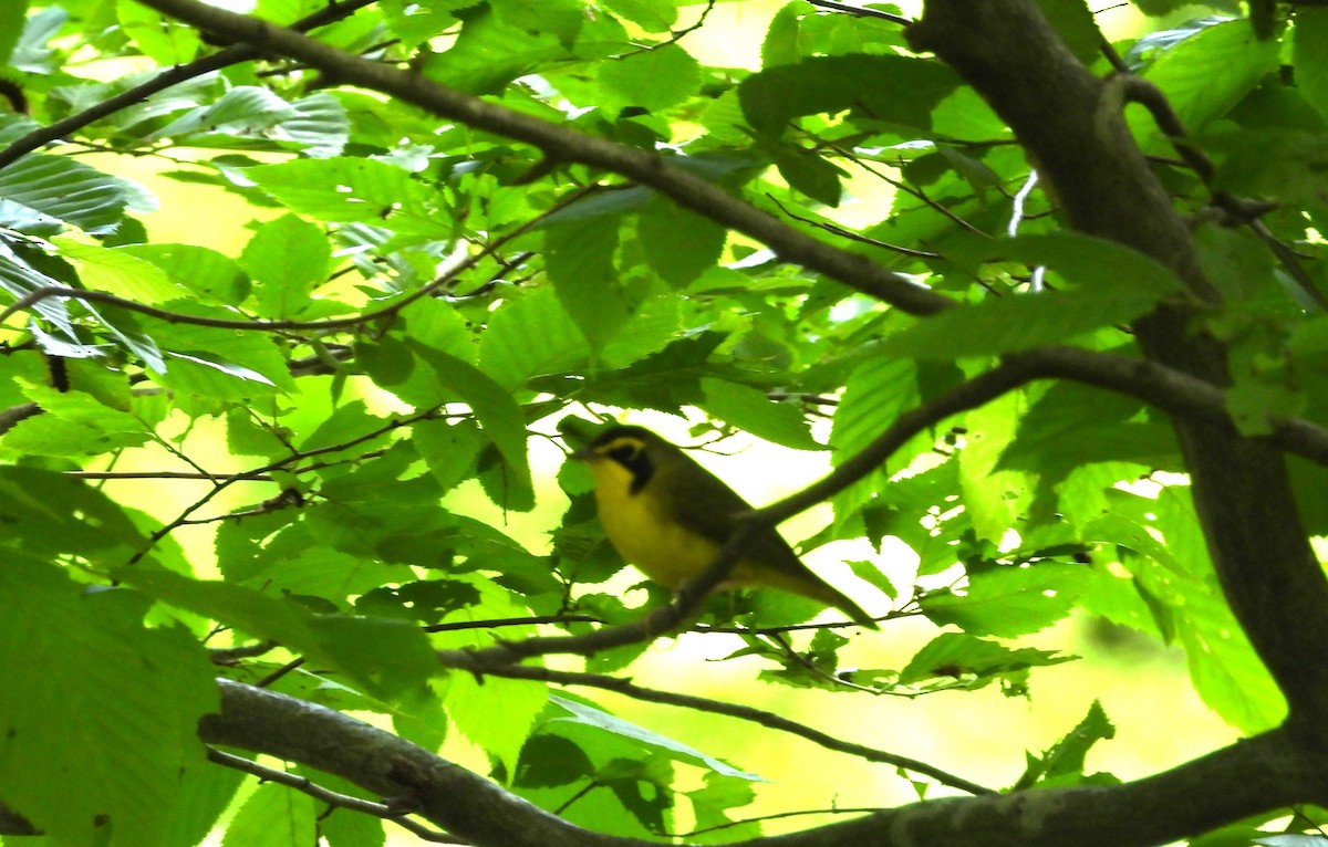 Kentucky Warbler - ML619776094