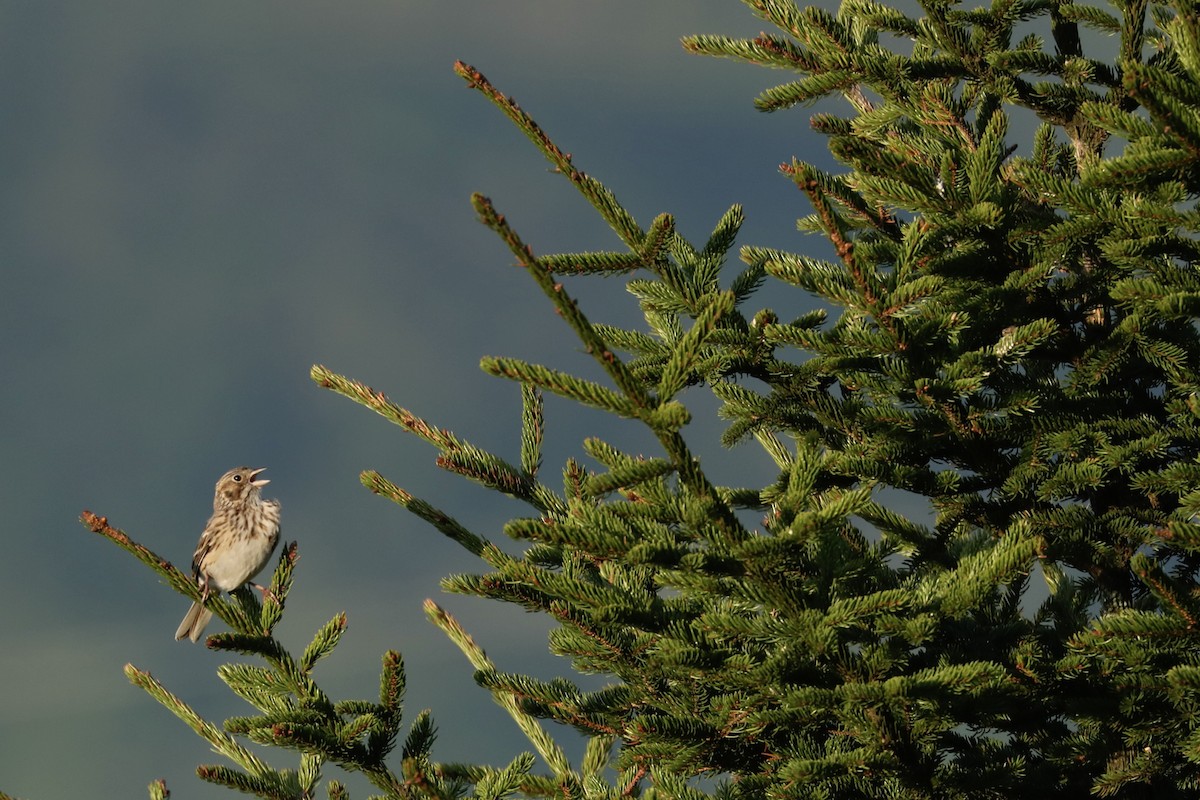 Vesper Sparrow - ML619776099