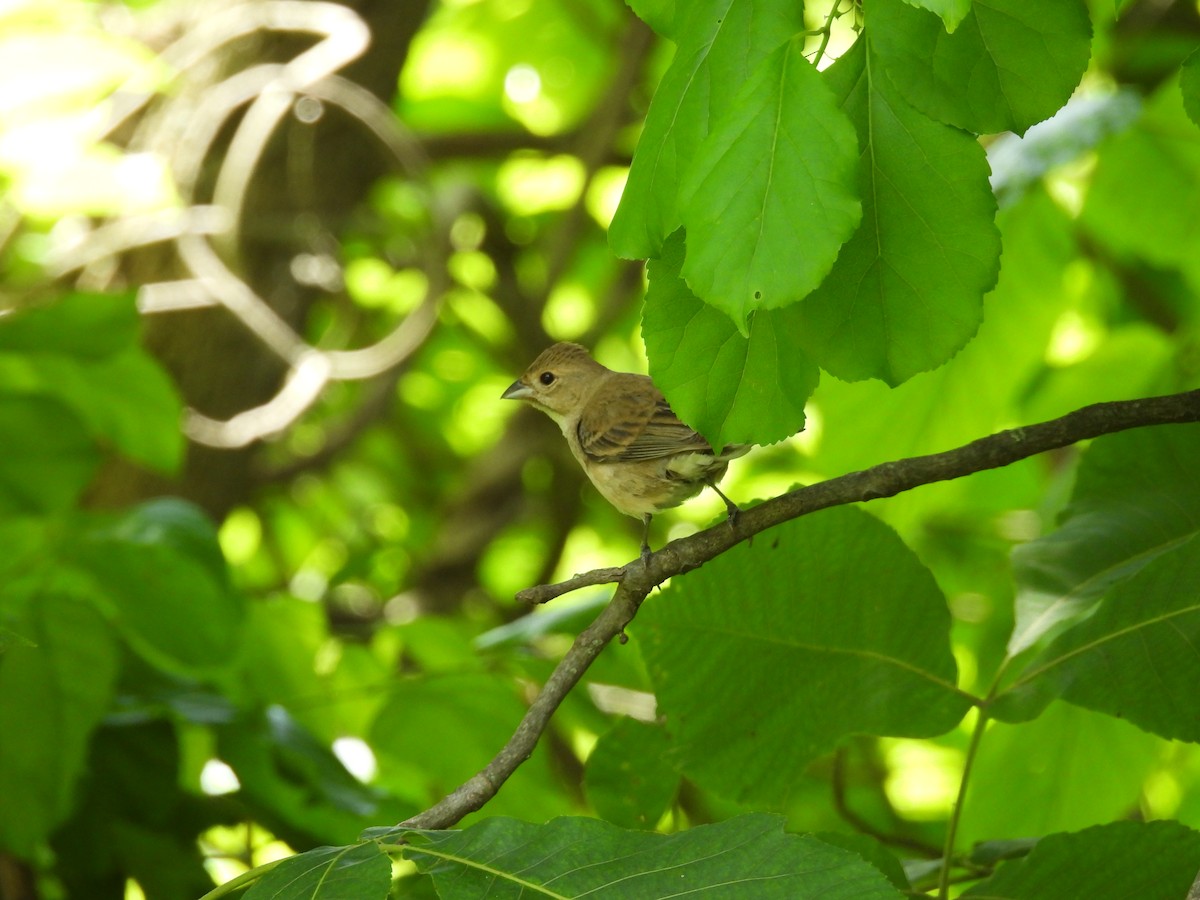 Passerin indigo - ML619776152