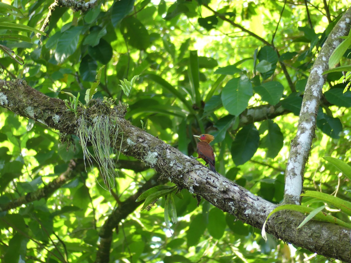Chestnut-colored Woodpecker - ML619776165