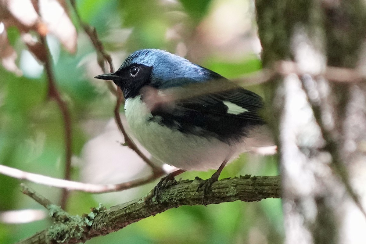 Black-throated Blue Warbler - ML619776169