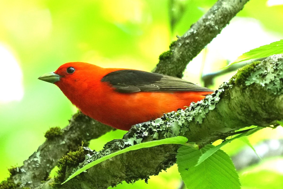 Scarlet Tanager - ML619776193