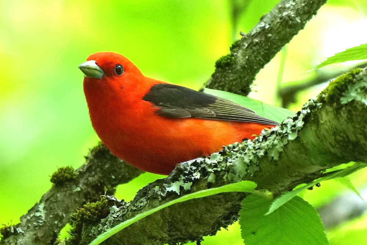 Scarlet Tanager - ML619776194