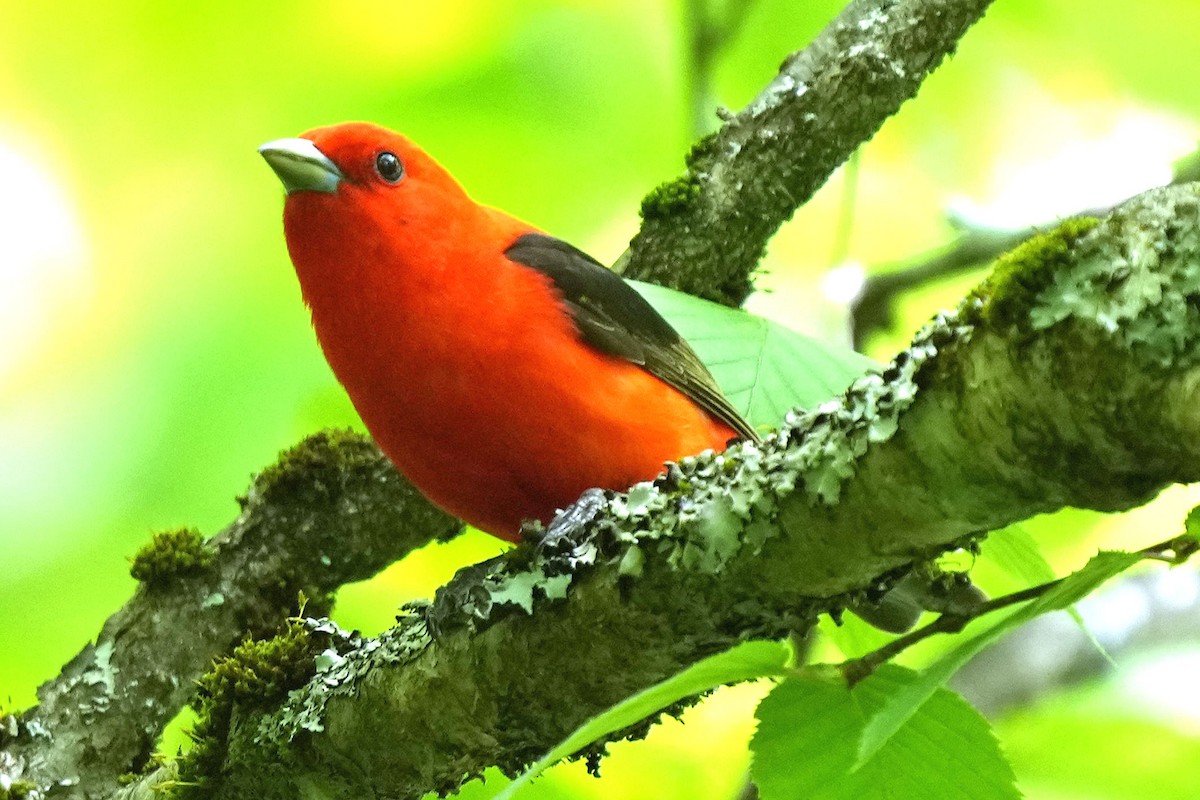 Scarlet Tanager - ML619776195