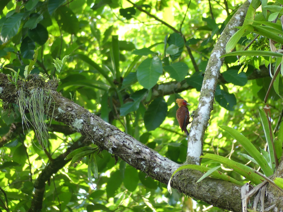 Chestnut-colored Woodpecker - ML619776205