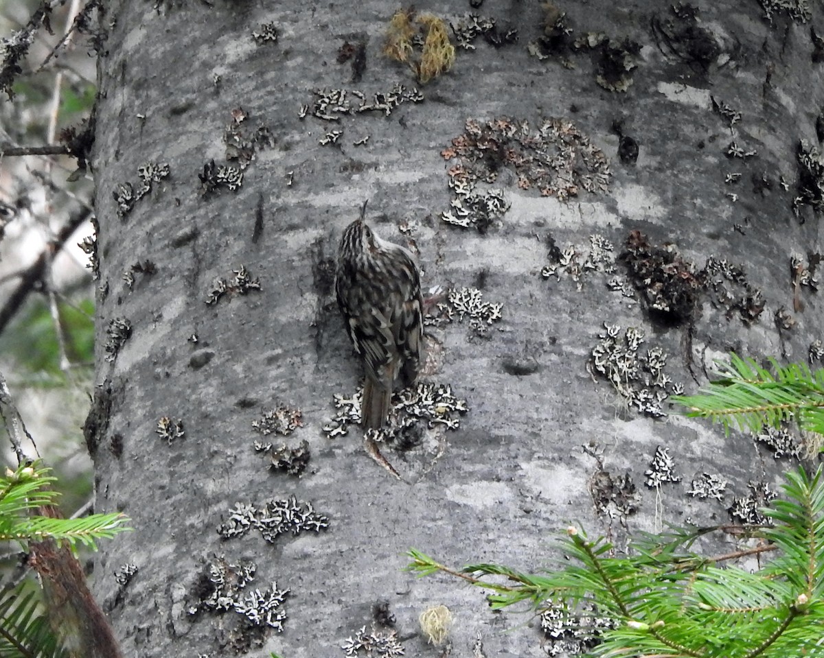 Brown Creeper - ML619776231