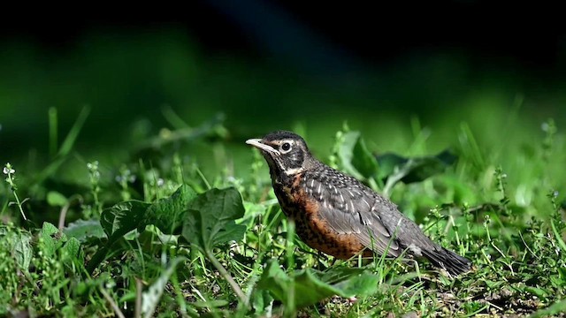 American Robin - ML619776245