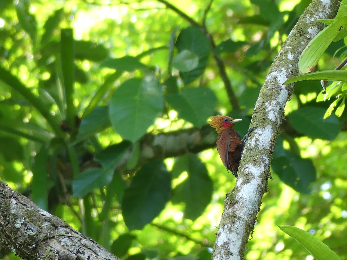 Chestnut-colored Woodpecker - ML619776256