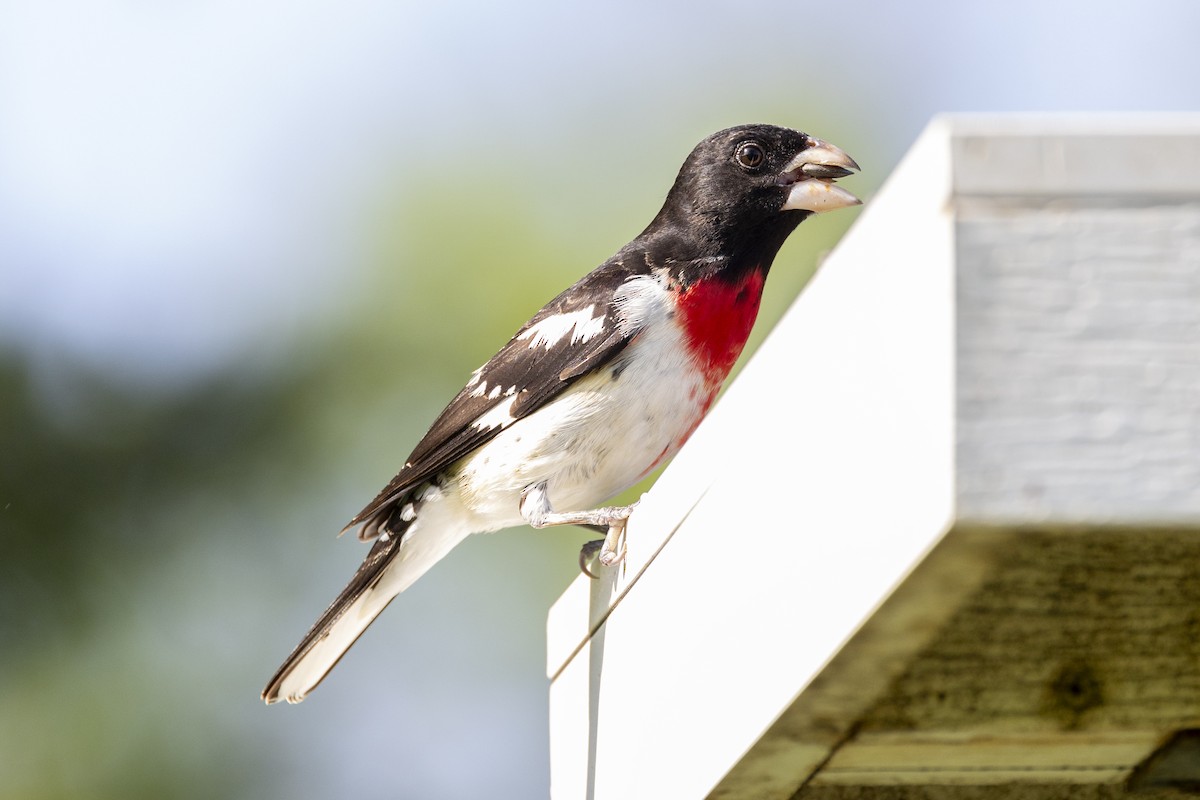 Rose-breasted Grosbeak - ML619776271