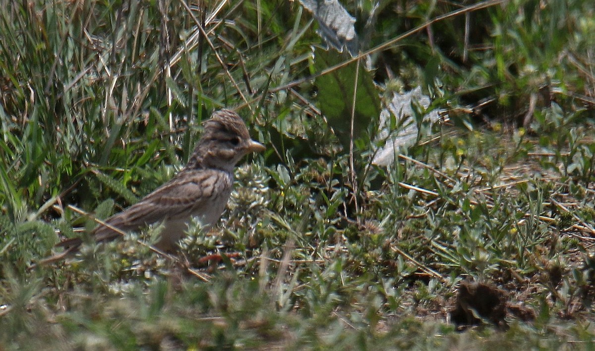 Turkestan Short-toed Lark - ML619776273