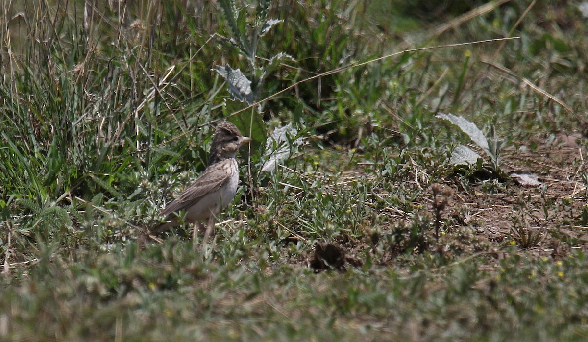 Turkestan Short-toed Lark - ML619776275