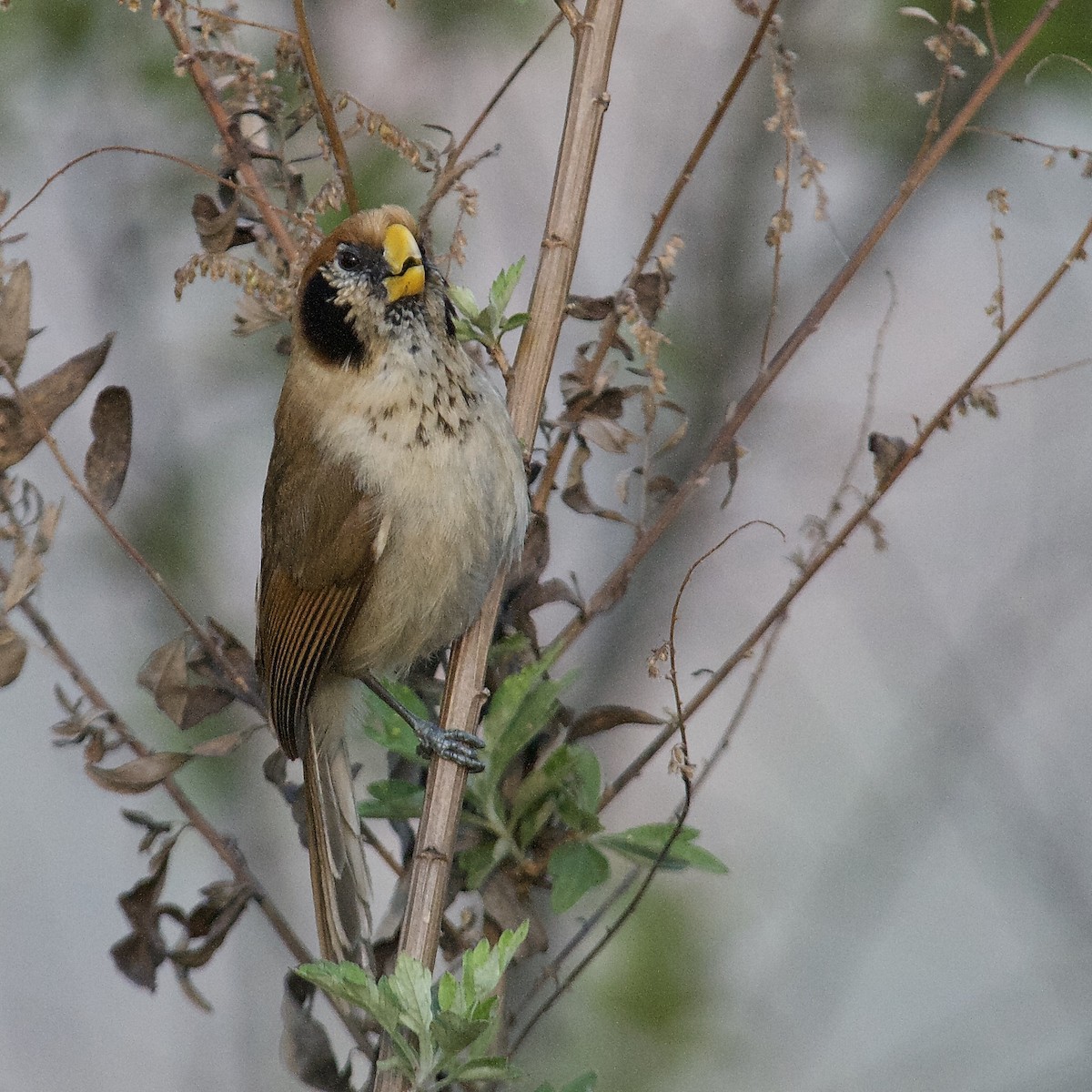 Spot-breasted Parrotbill - Rosemary joganic