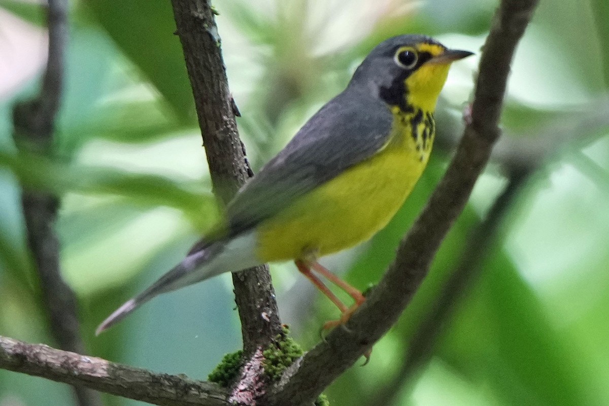 Canada Warbler - ML619776294