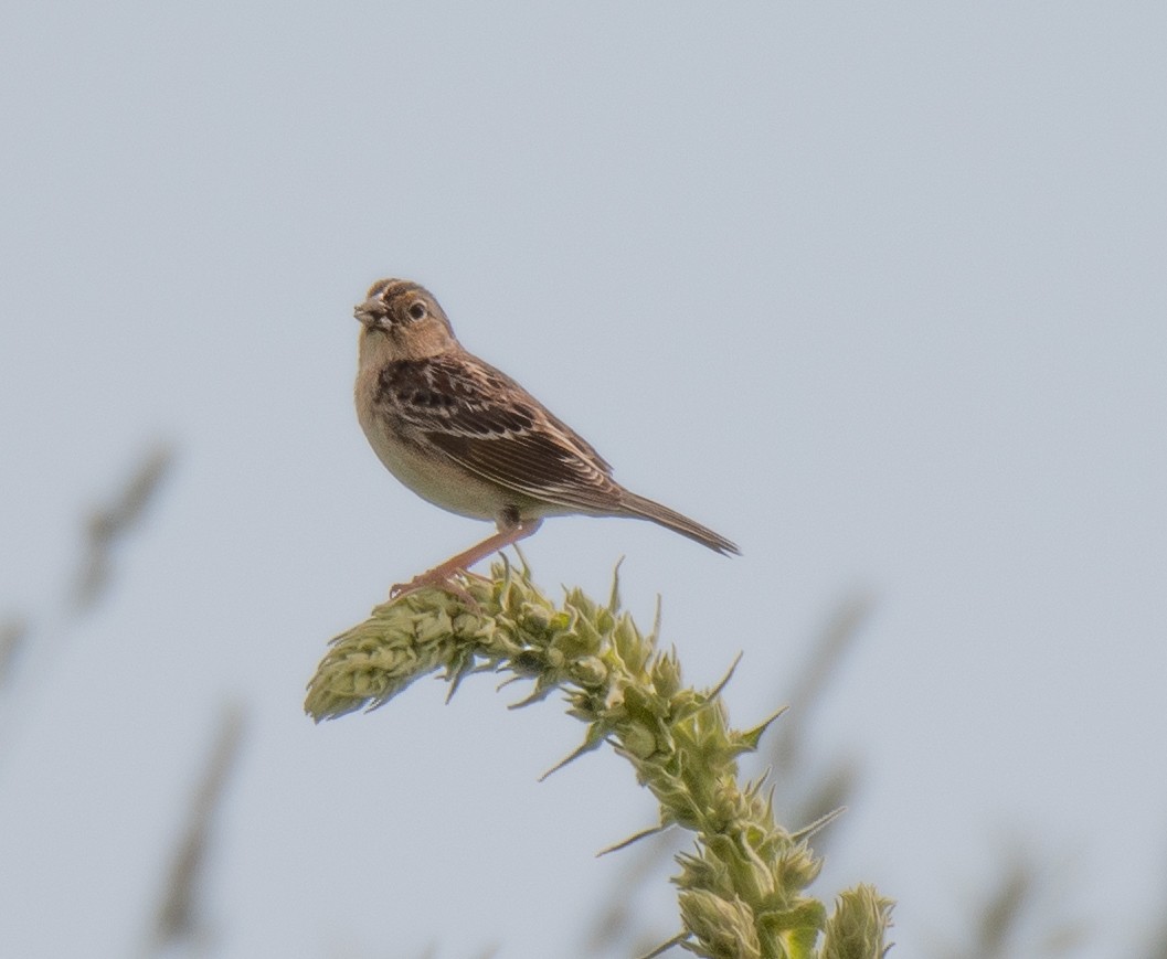 Chingolo Saltamontes - ML619776311