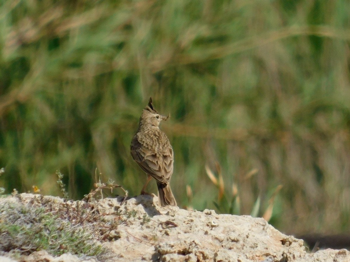 Crested Lark - ML619776319