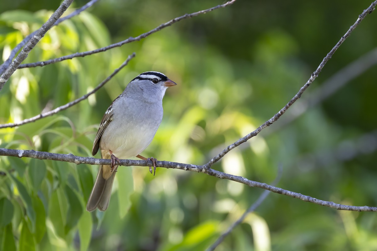 White-crowned Sparrow - ML619776329
