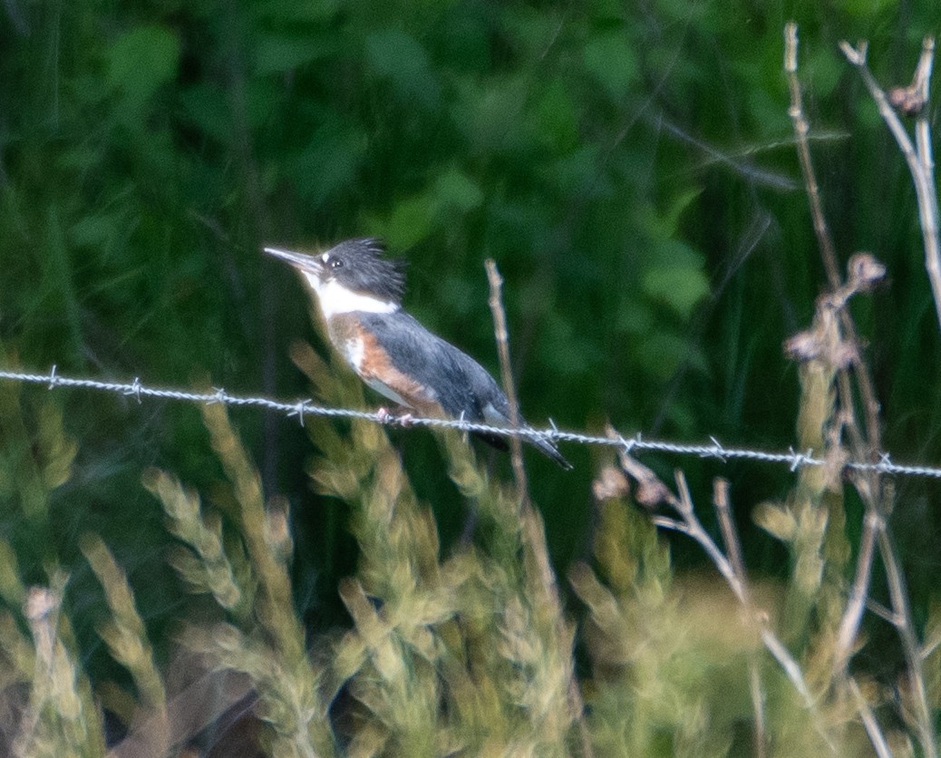 Belted Kingfisher - ML619776330