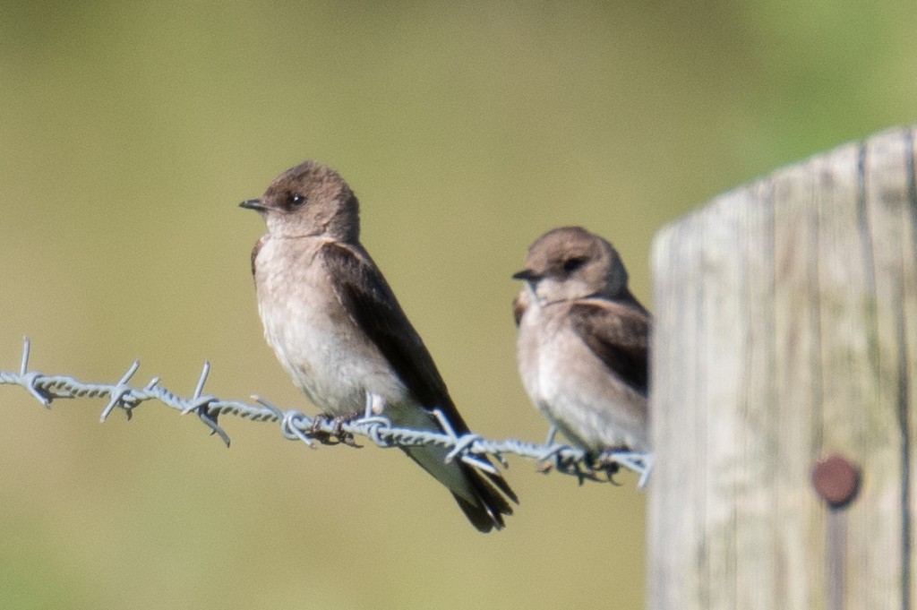 Northern Rough-winged Swallow - ML619776333