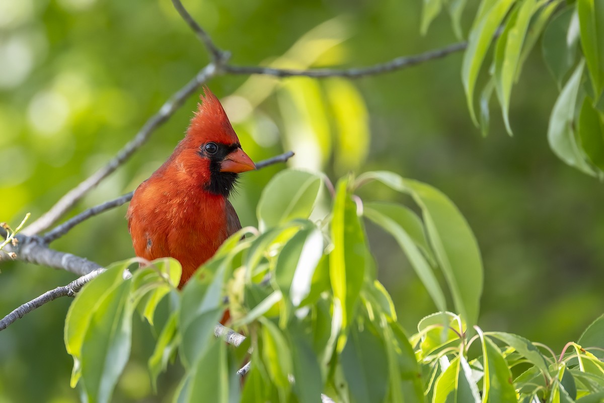 Cardinal rouge - ML619776355