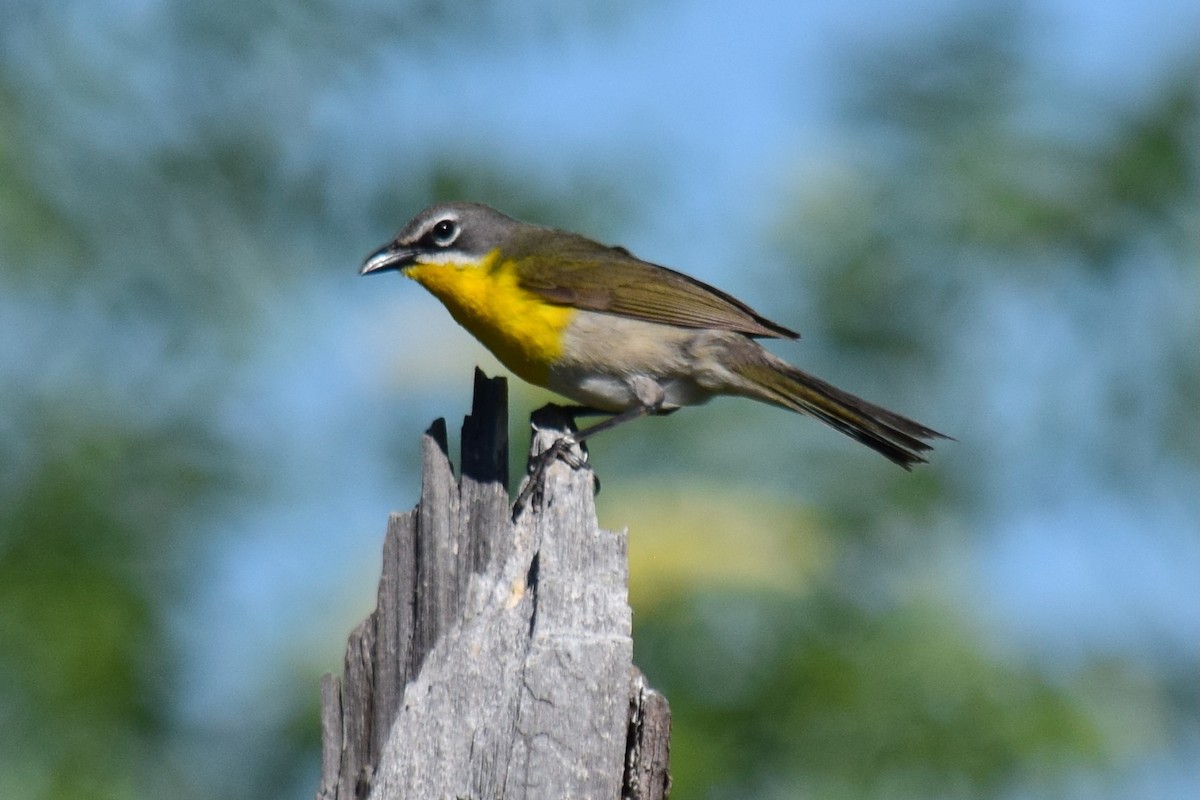 Yellow-breasted Chat - ML619776364