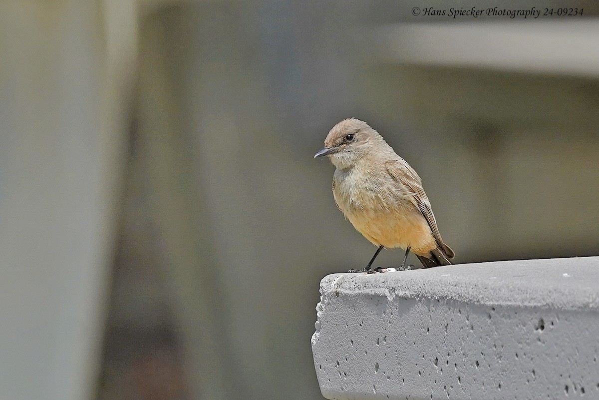 Say's Phoebe - ML619776381