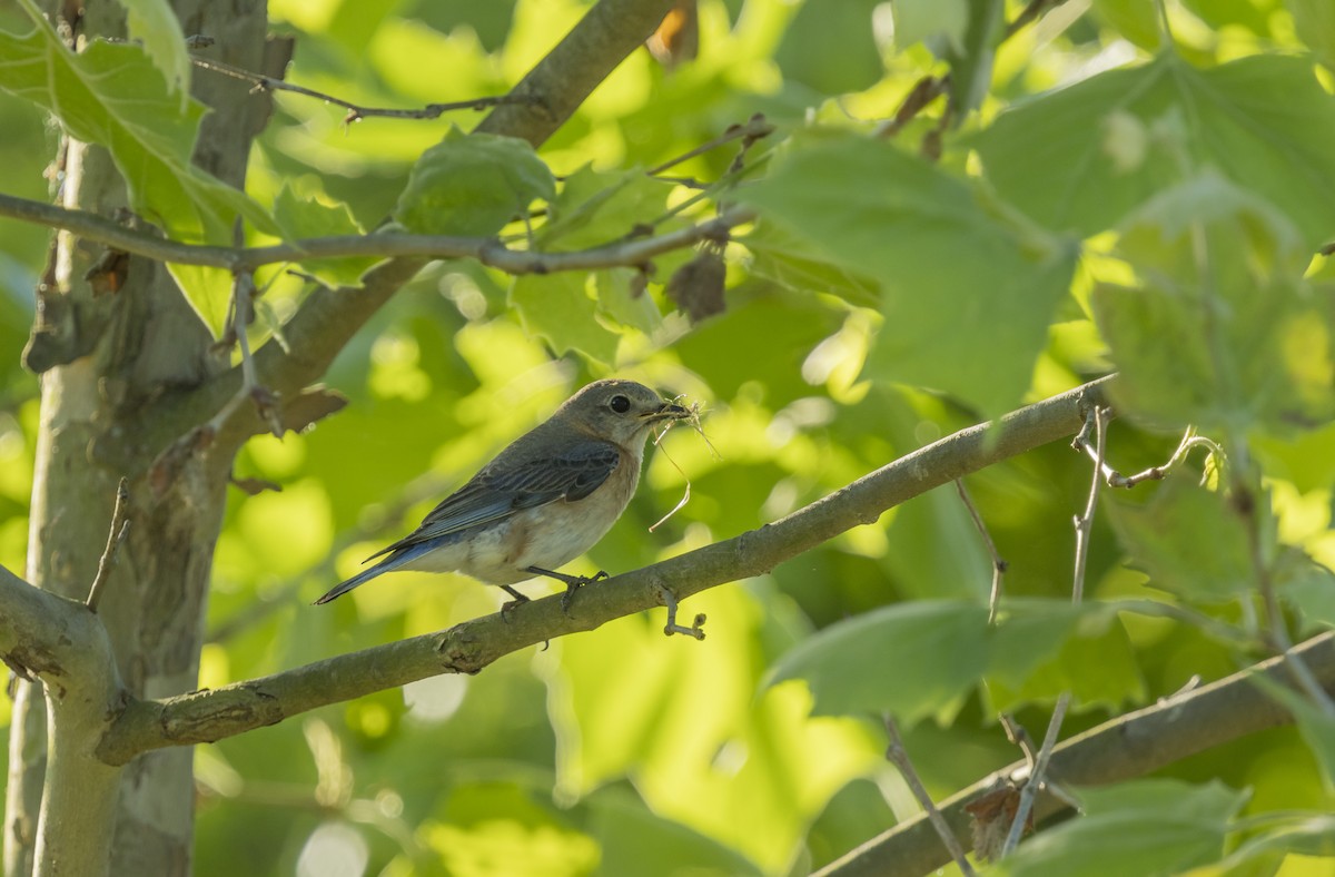 Eastern Bluebird - ML619776406