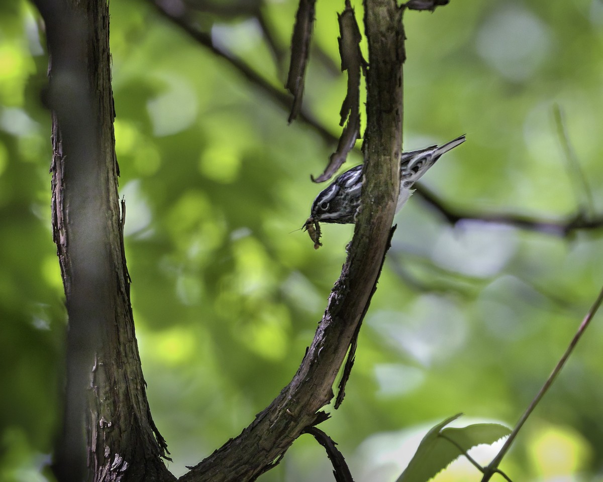 Black-and-white Warbler - ML619776425