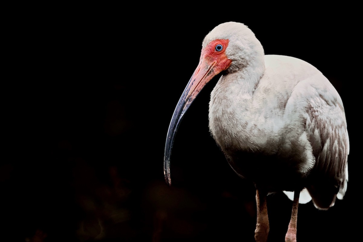 ibis bílý - ML619776440