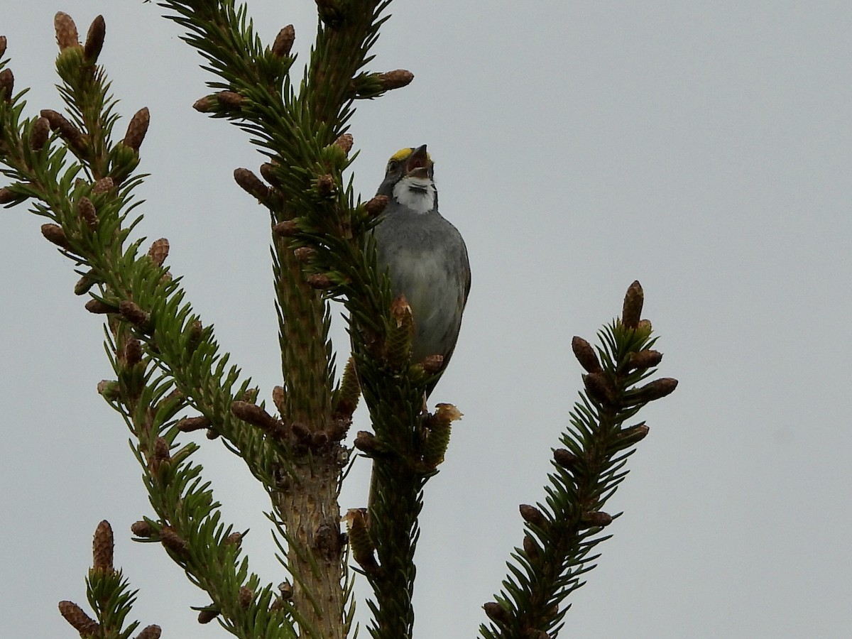 White-throated Sparrow - ML619776450